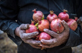 برداشت انار از شهر فاروق