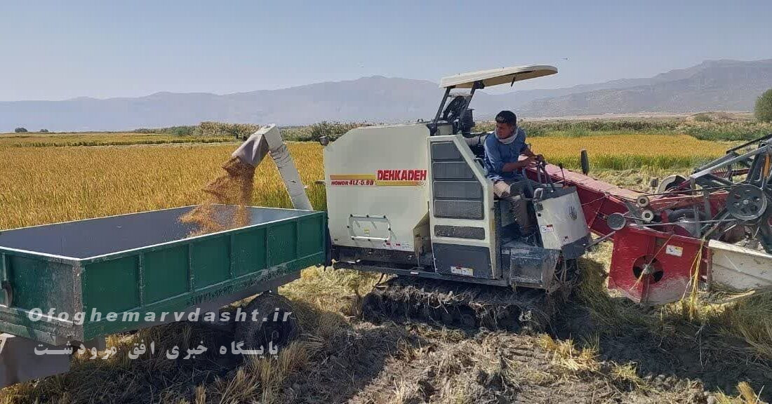 آغاز برداشت برنج کامفیروزی در شهرستان مرودشت