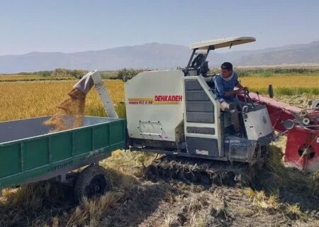 آغاز برداشت برنج کامفیروزی در شهرستان مرودشت