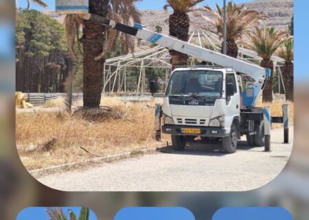 هرس درختان نخل پردیس تخت جمشید با همکاری شهرداری مرودشت انجام شد