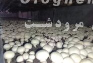 مدیر جهاد کشاورزی مرودشت گفت:حمایت از واحدهای تولیدی، رفع موانع موجود و استفاده از روش‌های نوین تولید، از برنامه‌های این مدیریت برای توسعه بخش کشاورزی است